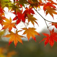 Favorite Fall Treats