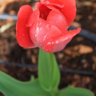 tulip