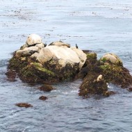 monterey