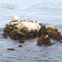 monterey