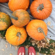 pumpkins