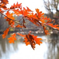 Sangamon-River