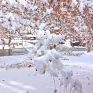 snow-november