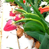 tulips