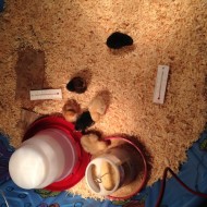 chickens