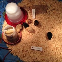 chickens