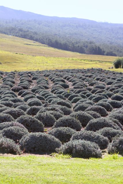 akl-lavender-farm1