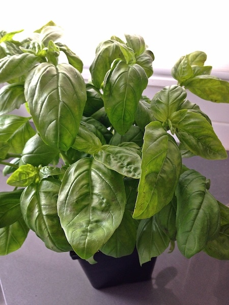 basil-plant