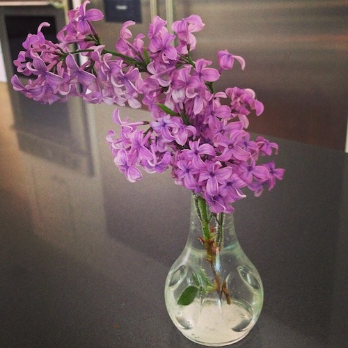 lilacs