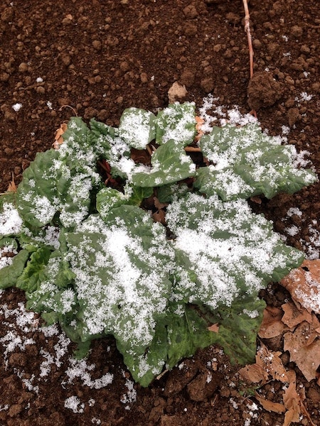 rhubarb