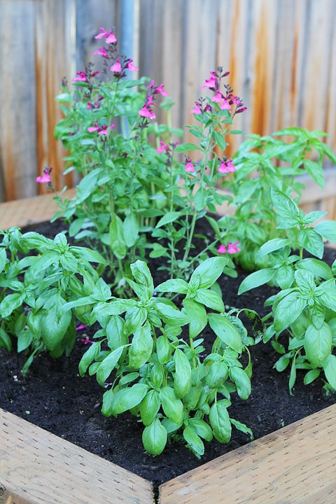 Raised-Herb-Garden-10