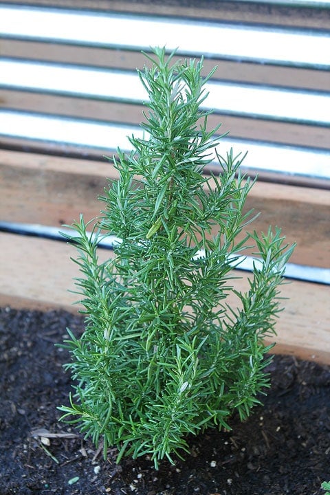 Raised-Herb-Garden-12