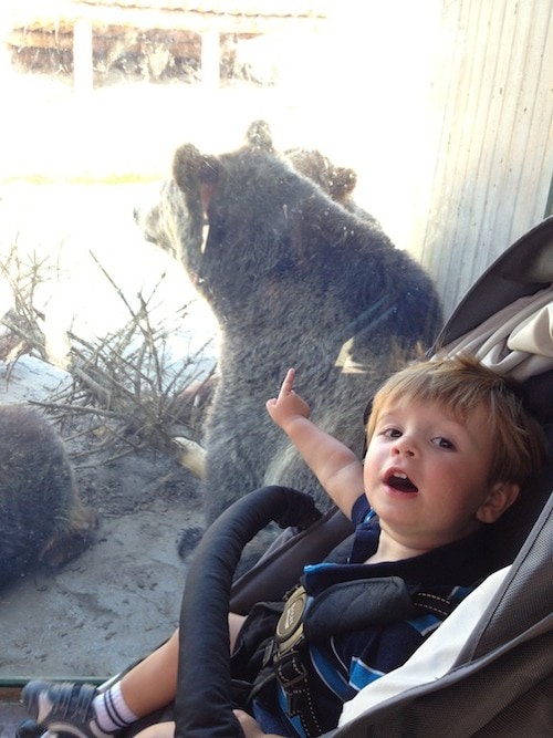 caleb-bears-zoo