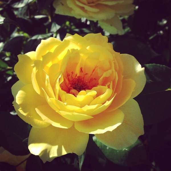 yellow-rose