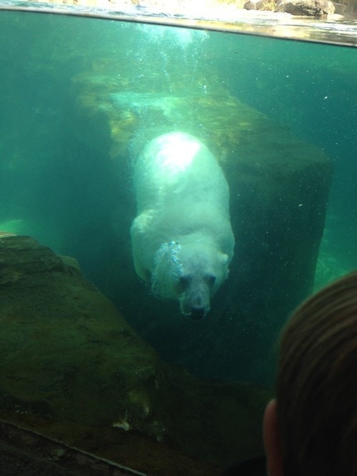 polar bear