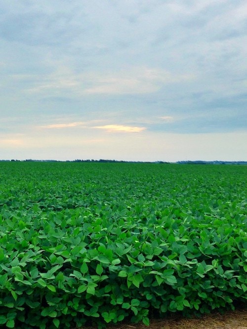 soybeans