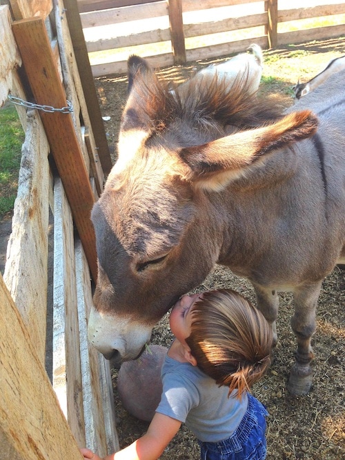 donkey-kiss