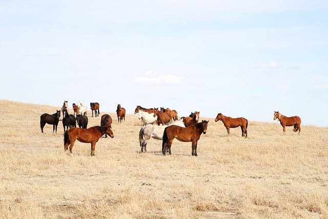 Pioneer-Woman-Ranch-10