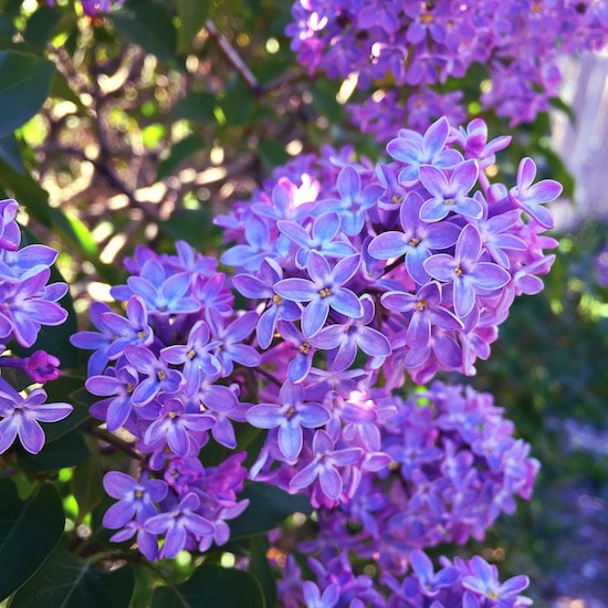 lilacs