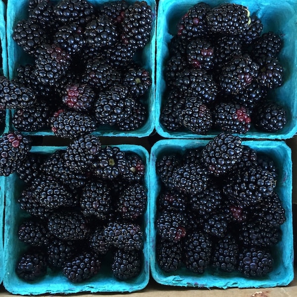 blackberries