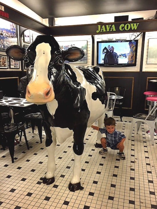 java-cow