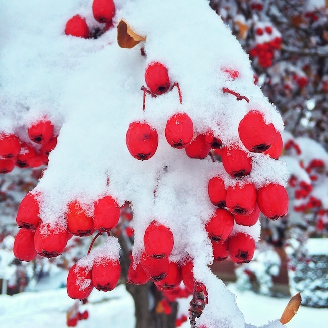 snowy-tree