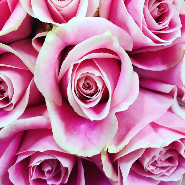 pink rosesJPG