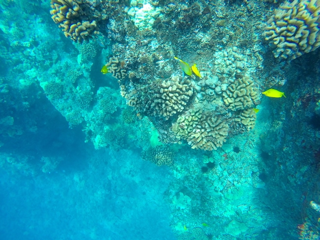 Snorkeling in Maui