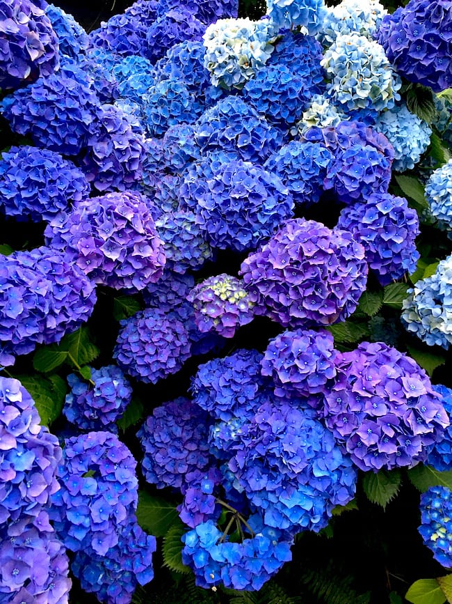 Hydrangeas