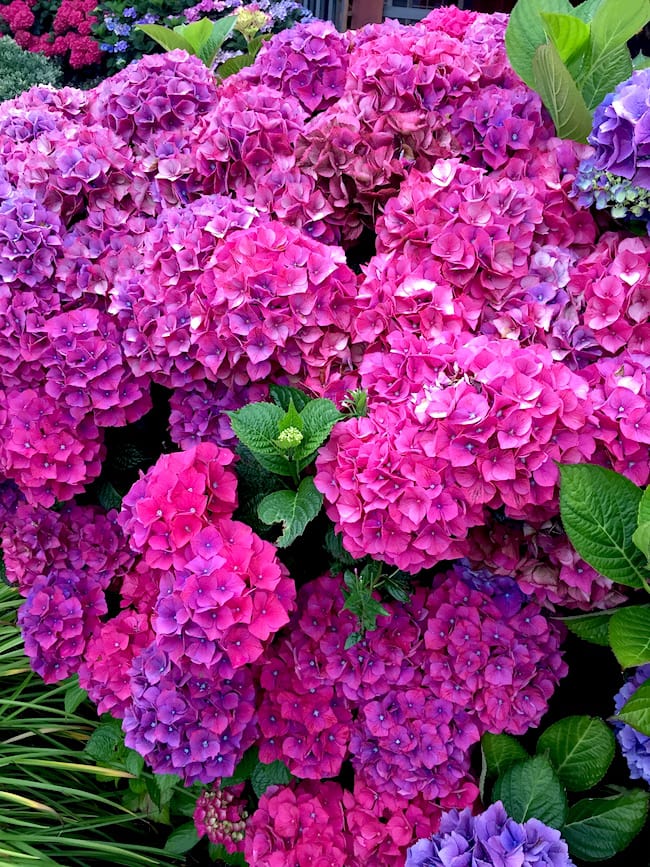 Hydrangeas