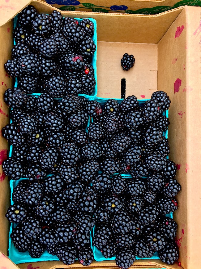 Oregon Blackberries