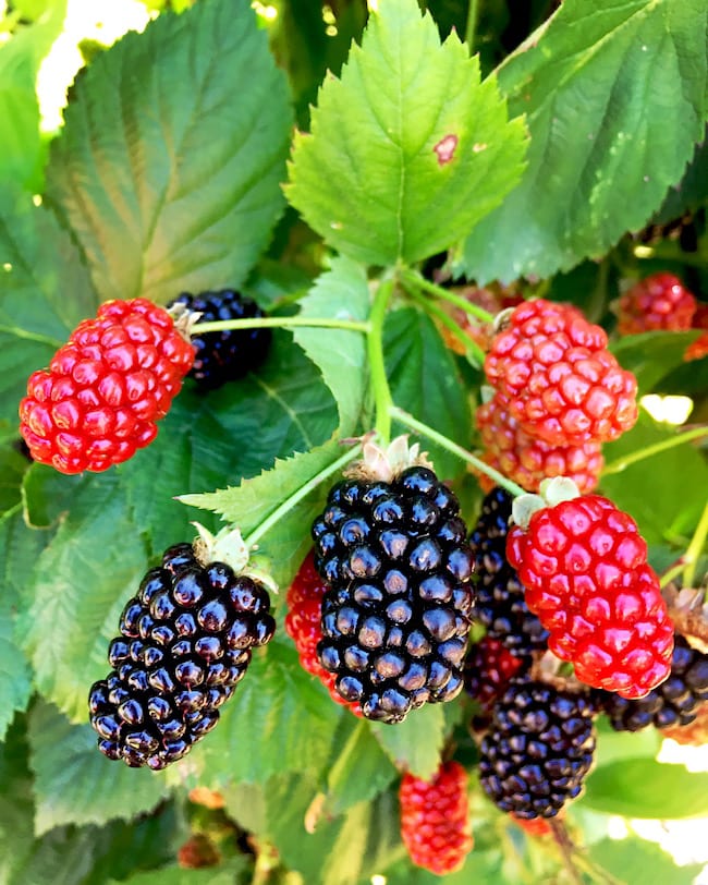 Oregon berries 