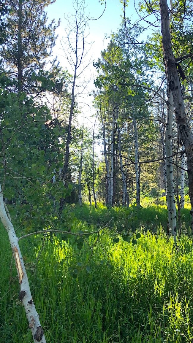 McCall Idaho forest