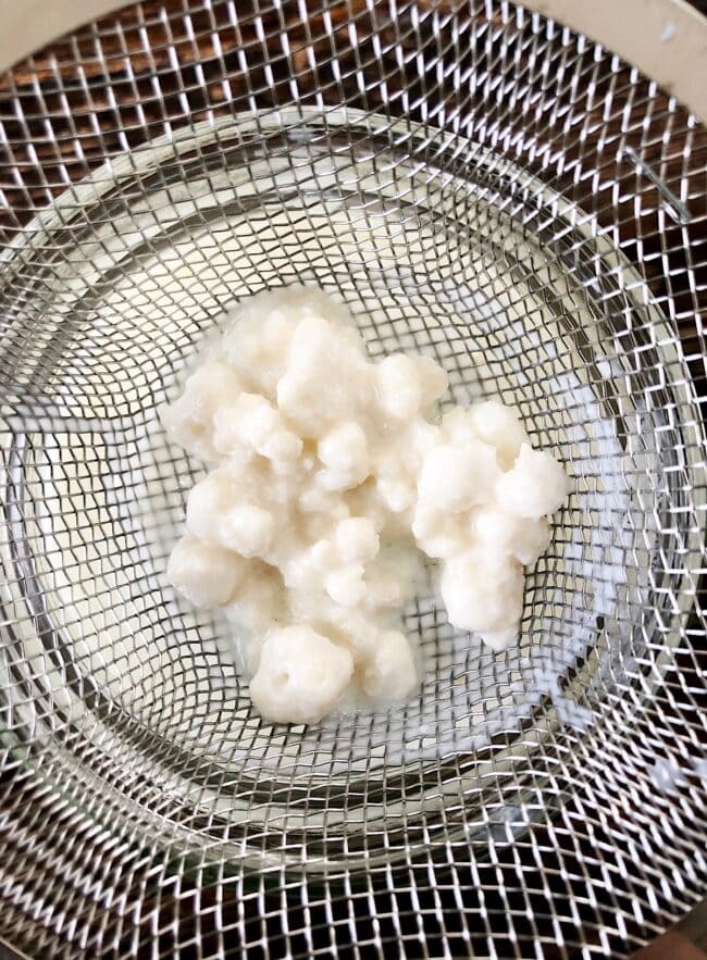 Kefir Grains