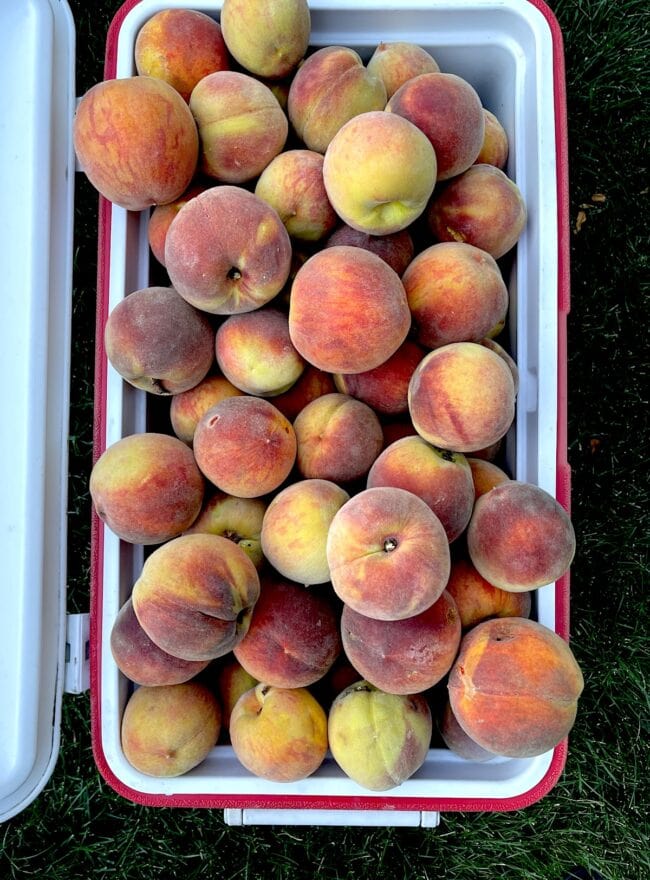 peaches in cooler