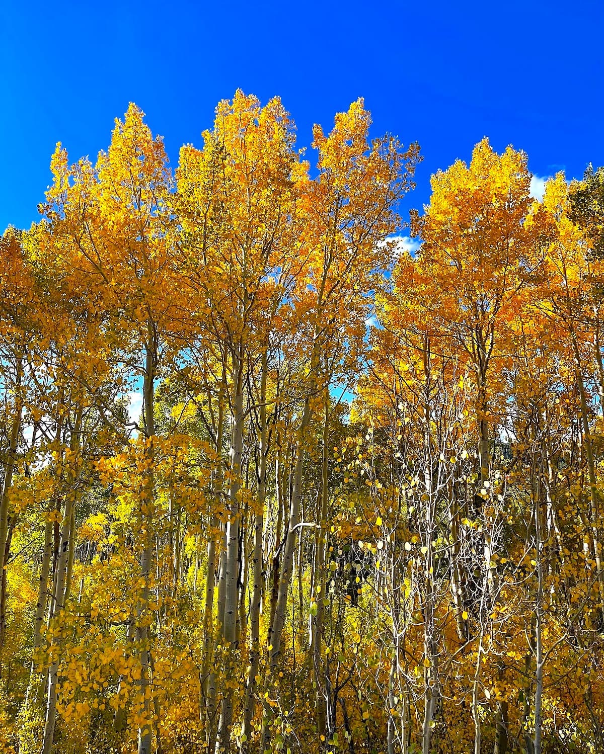 yellow aspens. 
